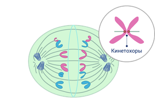 Объединяет все клеточные структуры и обеспечивает их взаимодействие что это. Смотреть фото Объединяет все клеточные структуры и обеспечивает их взаимодействие что это. Смотреть картинку Объединяет все клеточные структуры и обеспечивает их взаимодействие что это. Картинка про Объединяет все клеточные структуры и обеспечивает их взаимодействие что это. Фото Объединяет все клеточные структуры и обеспечивает их взаимодействие что это