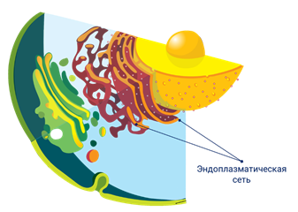 Какая структура клетки изображена на рисунке эндоплазматическая сеть