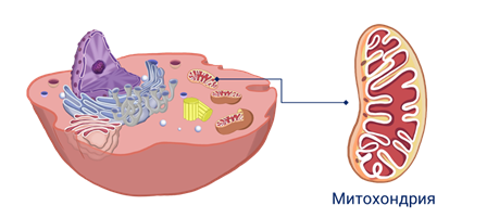 Картинка митохондрии клетки