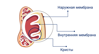 Что общего между пластидами и митохондриями. Смотреть фото Что общего между пластидами и митохондриями. Смотреть картинку Что общего между пластидами и митохондриями. Картинка про Что общего между пластидами и митохондриями. Фото Что общего между пластидами и митохондриями