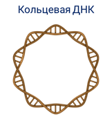 1 кольцевая днк. Кольцевая ДНК. Кольцевая молекула ДНК бактерий. Виды ДНК Кольцевая. Кольцевая ДНК У бактерий.