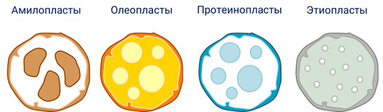 Строение клетки картофеля. Амилопласты. Виды лейкопластов. Строение амилопласта.