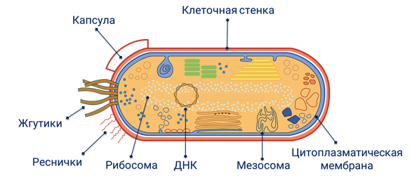 Прокариоты клеточной мембраны. Строение бактерии мезосомы. Мезосома бактериальной клетки строение. Строение цитоплазматической мембраны бактериальной клетки. Строение мембраны бактерий.