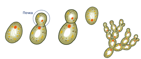 Почкование. Почкование это в биологии дрожжи. Пивные дрожжи клетка почкование. Почкование рисунок биология.