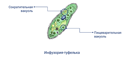 Сократительная вакуоль рисунок. Сократительная вакуоль инфузории туфельки. Сократительная вакуоль у простейших.