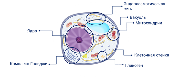 Строение протопласта растительной клетки. Грибная клетка. Строение клетки гриба. Гликоген в клетках грибов.