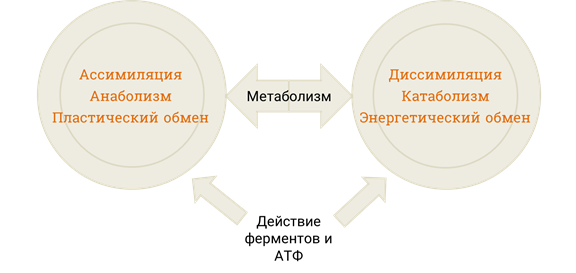 Ассимиляция и диссимиляция. Процессы ассимиляции и диссимиляции. Диссимиляция биология. Ассимиляция это в обществознании.