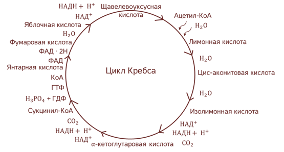 Цикл кребса в митохондриях. Схема клеточного дыхания цикл Кребса. Цикл Кребса в матриксе митохондрий. Цикл Кребса кислородный этап. Цикл Кребса происходит в митохондриях.