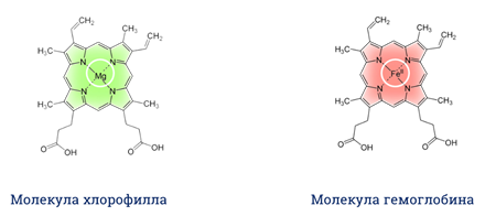 Состав хлорофилла. Строение хлорофилла магний. Хлорофилл магний гемоглобин. Атом магния молекулы хлорофилла. Порфириновое кольцо хлорофилла.