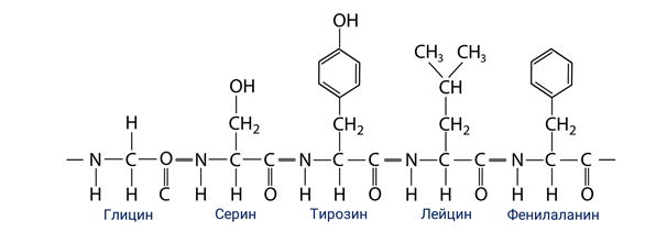 Лейцин-тирозин-лизин трипептида Синтез. Глицин аланин серин. Трипептид лейцин тирозин серин. Трипептид аланин-фенилаланин-тирозин.