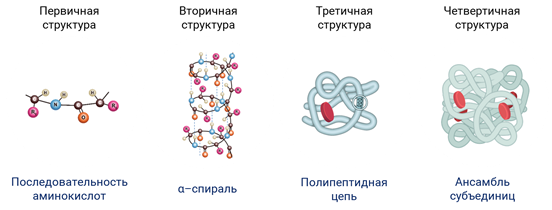 Последовательность структур образующих белок. Первичная вторичная четвертичная структура белка. Структуры белков (первичная, вторичная, третичная) рисунки. Белки третичная структура глобула. Первичная структура белка глобула.