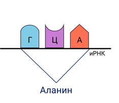 Что значит синтезировать белки