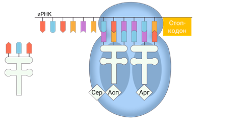 Стартовый кодон ирнк. Стоп кодоны ИРНК. Старт кодон РНК. Стартовый кодон. Старт кодон и стоп кодон.