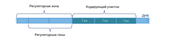 Кодирующие участки. Регуляторные зоны Гена. Регуляторные последовательности. Регуляторные последовательности ДНК. Регуляторная последовательность ДНК.