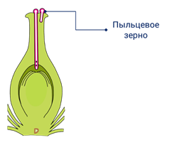 Пыльцевая трубка растения. Пыльцевая трубка. Прорастание пыльцевой трубки. Прорастание вегетативной клетки в пыльцевую трубку. Схема прорастания пыльцевой трубки.
