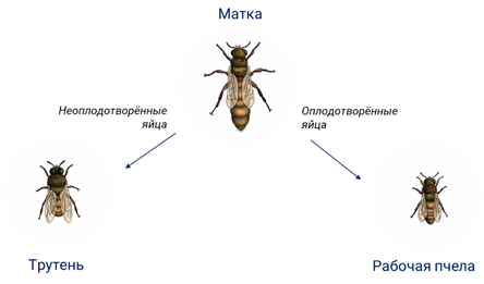 Размножение пчел партеногенез. Пчелиная семья партеногенез. Партеногенез у пчел схема. Партеногенез у пчел.