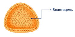 Бластоцель это в биологии. Бластоцель. Бластоцель человека. Бластоцель рисунок. Бластоцель состоит из.