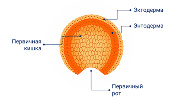 Эктодерма мезодерма энтодерма таблица рисунок