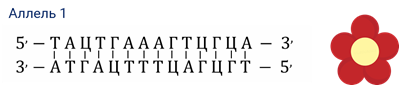 Множественный аллелизм что это. Смотреть фото Множественный аллелизм что это. Смотреть картинку Множественный аллелизм что это. Картинка про Множественный аллелизм что это. Фото Множественный аллелизм что это