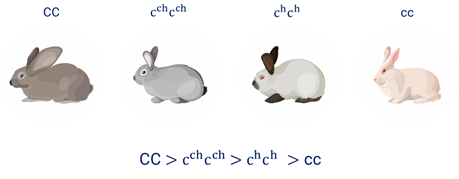 Окраска кроликов генетика. Окраска шерсти у кроликов. Генотипы окраски кроликов. Окраска кроликов по аллелям. Гималайский кролик окраска шерсти