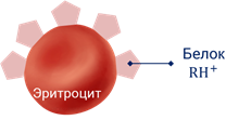 Множественный аллелизм что это. Смотреть фото Множественный аллелизм что это. Смотреть картинку Множественный аллелизм что это. Картинка про Множественный аллелизм что это. Фото Множественный аллелизм что это