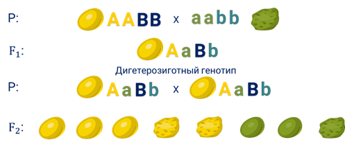 в чем суть дигибридного скрещивания. Смотреть фото в чем суть дигибридного скрещивания. Смотреть картинку в чем суть дигибридного скрещивания. Картинка про в чем суть дигибридного скрещивания. Фото в чем суть дигибридного скрещивания