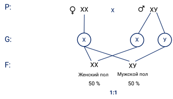 генетическое определение пола 10 класс