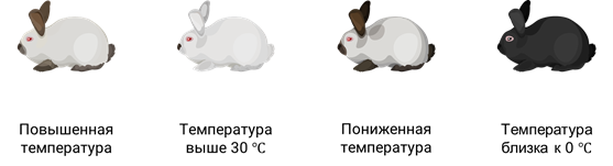 На рисунке изображены горностаевые кролики. Модификационная изменчивость кролик. Гималайский кролик модификационная изменчивость. Горностаевый кролик модификационная изменчивость. Фенотипическая изменчивость кролика.