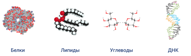 Органические молекулярные вещества. Молекулы углеводов белков липидов. Белки жиры углеводы нуклеиновые кислоты строение. Белки жиры и углеводы химические формулы. Белки жиры органические вещества.
