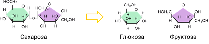 Фруктоза в сахароза реакция. Глюкоза фруктоза сахароза формулы. Строение Глюкозы, фруктозы, сахарозы. Глюкоза фруктоза сахароза. Расщепление сахарозы на глюкозу и фруктозу.