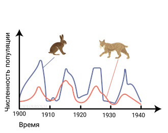 3 популяционные волны. Колебания численности популяции. График колебания численности популяции. Динамика популяции животных. Популяционные волны человека.