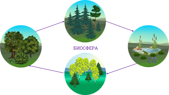 Биосфера лесов. Экосистема. Биосфера и экосистема. Искусственная экосистема рисунок. Экосистема символ.