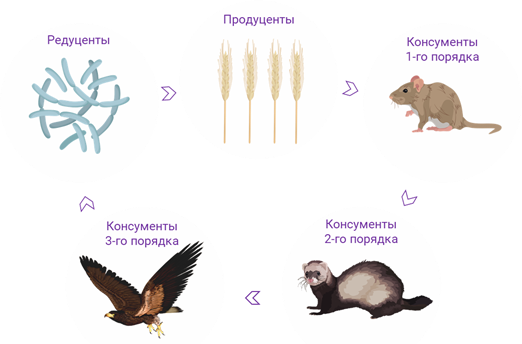 Функции консументов редуцентов. Продуценты консументы редуценты 1 2 и 3 порядка. Продуценты редуценты консументы 1 порядка. Консументы редуценты продуценты 1 и 2 порядка. 1) Продуценты 2) консументы 3) редуценты.