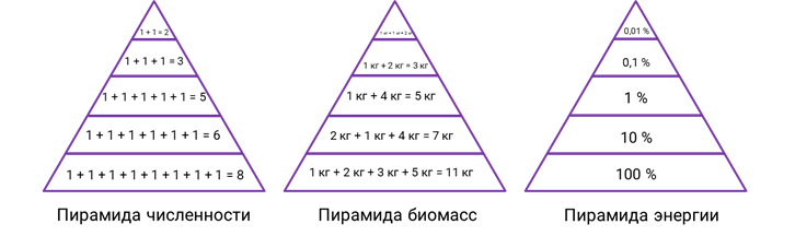Что отражают правила экологических пирамид