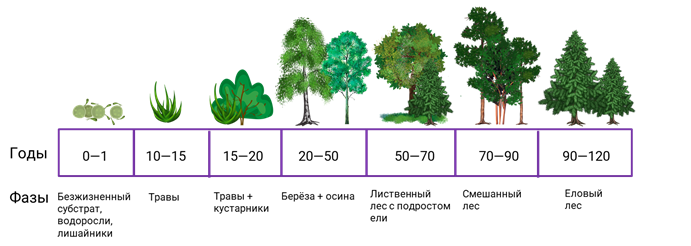 Этапы смены растительного сообщества. Экологическая сукцессия период видовой состав таблица. Экологическая сукцессия первичная и вторичная. Сукцессия елового леса. Экологическая сукцессия Сукцессионные изменения.