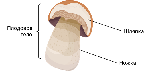 Конспект урока грибы из каких частей состоят. Шляпка гриба покрытая кожицей держится на ножке. Шляпка гриба покрытая темно-коричневой кожицей. Мелирование волос Шляпочные зоны.