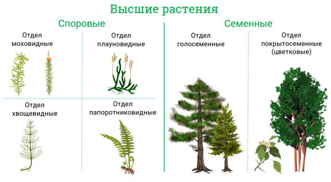 Семенные растения примеры организмов. Высшие растения споровые и семенные. Низшие высшие споровые семенные растения. Голосеменные и высшие споровые растения. Споровые растения семенные растения.