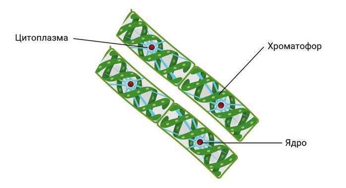 Хроматофор растений. Ульва водоросль строение клетки. Строение клетки спирогиры. Нитчатые водоросли спирогира схема. Хроматофор спирогиры.