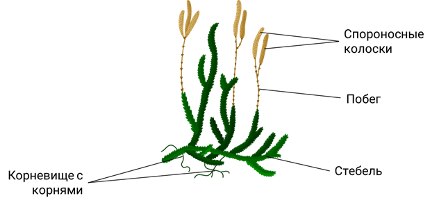 Плауновидные рисунок с подписями