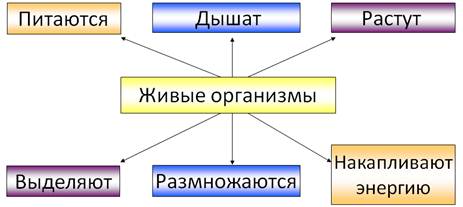 Что изучает биология 6 класс краткое содержание