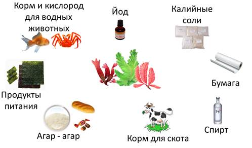 Создайте обобщенную схему значение и использование водорослей