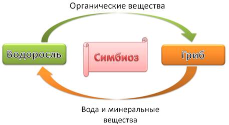 Схема питание лишайников