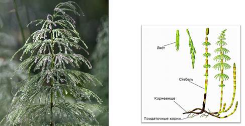 Хвощи стебель. Ризоиды у хвощей. Мутовки у хвощей. Стебель хвощевидных. Стебель летнего побега хвоща полевого.