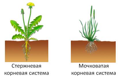 Какой тип питания характерен для лютика весеннего изображенного на рисунке обоснуйте свой ответ