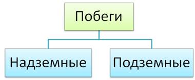 Что называется видоизмененными побегами биология 6 класс