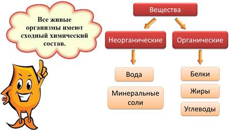 Схема доказывающая что минеральное питание животных и человека зависит от растений