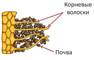 Строение клетки корневого волоска. Корневой волосок в почве. Корневой волосок представляет собой. Картинка корневые волоски в почве. Комочки почвы и корневые волоски как называется.