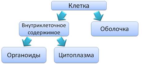 Как называется наружный слой клетки. image003. Как называется наружный слой клетки фото. Как называется наружный слой клетки-image003. картинка Как называется наружный слой клетки. картинка image003