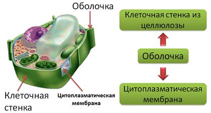 Как называется наружный слой клетки. image004. Как называется наружный слой клетки фото. Как называется наружный слой клетки-image004. картинка Как называется наружный слой клетки. картинка image004