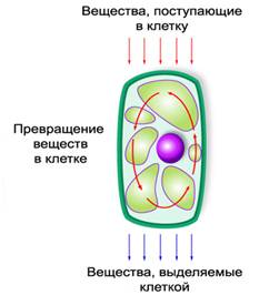 Как называется наружный слой клетки. image006. Как называется наружный слой клетки фото. Как называется наружный слой клетки-image006. картинка Как называется наружный слой клетки. картинка image006